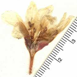 Lewisia brachycalyx image