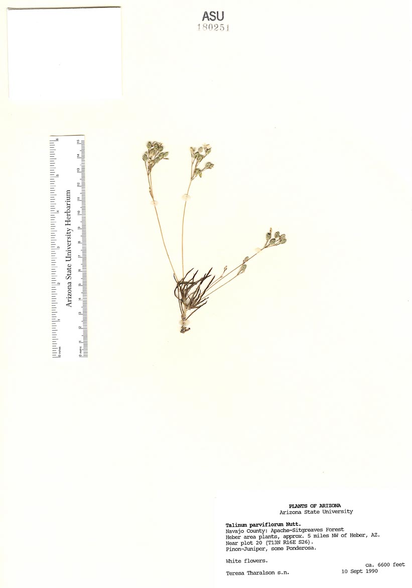 Montiaceae image