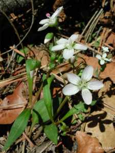 Claytonia rosea image