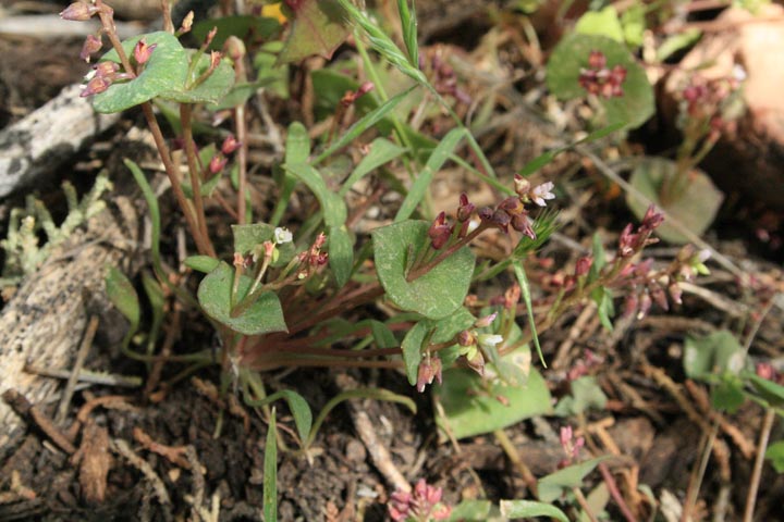 Claytonia parviflora image