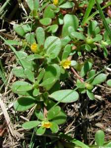 Portulaca oleracea image