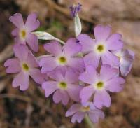 Image of Primula specuicola