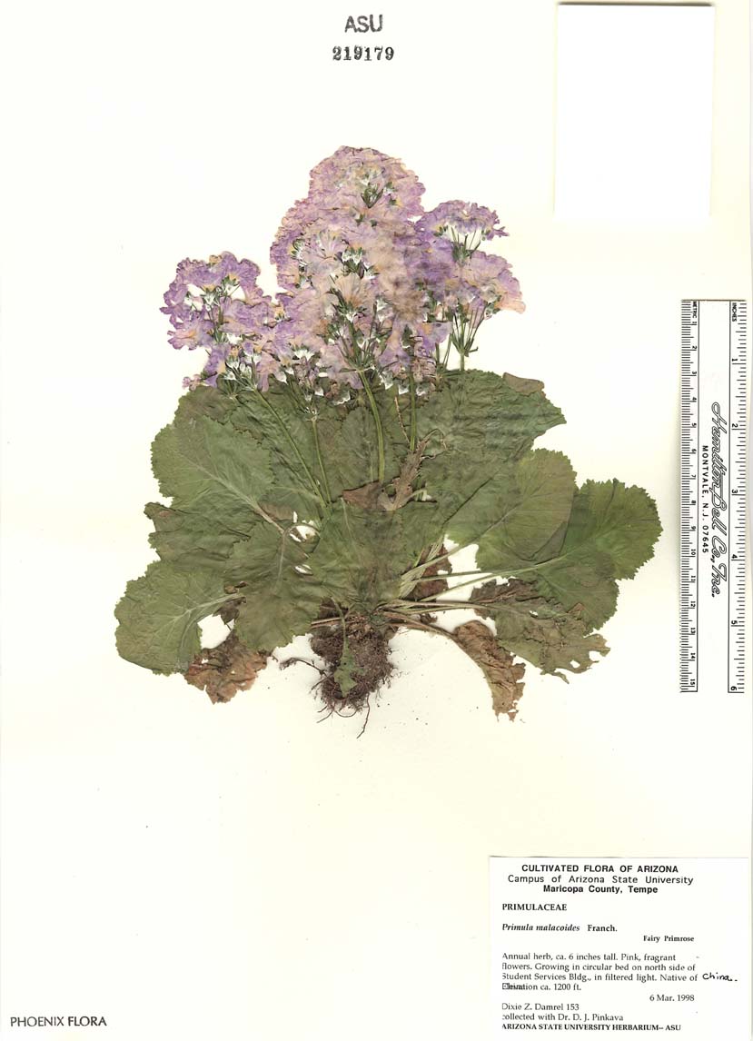Primula malacoides image