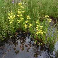 Image of Lysimachia hybrida