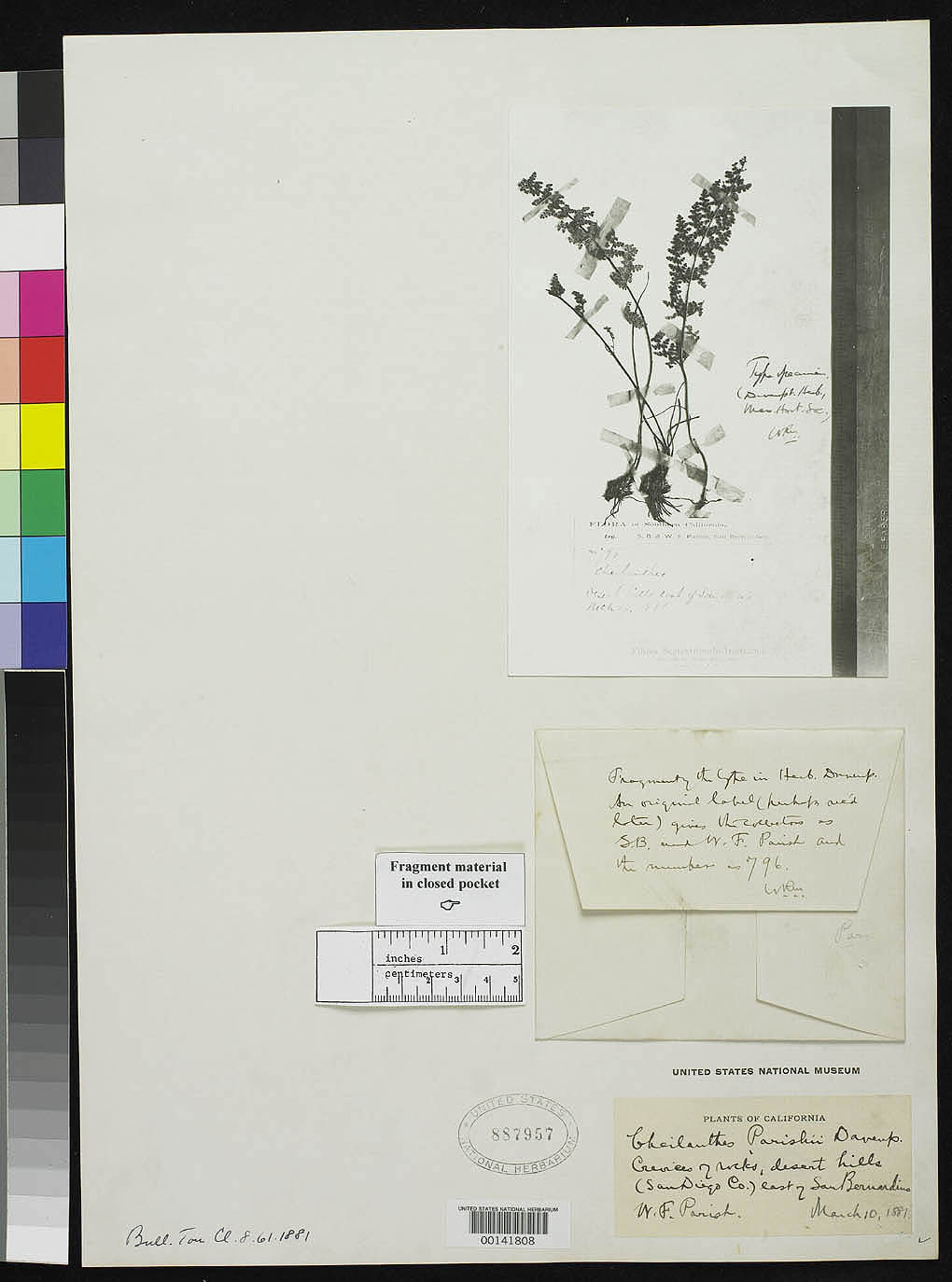 Myriopteris × parishii image