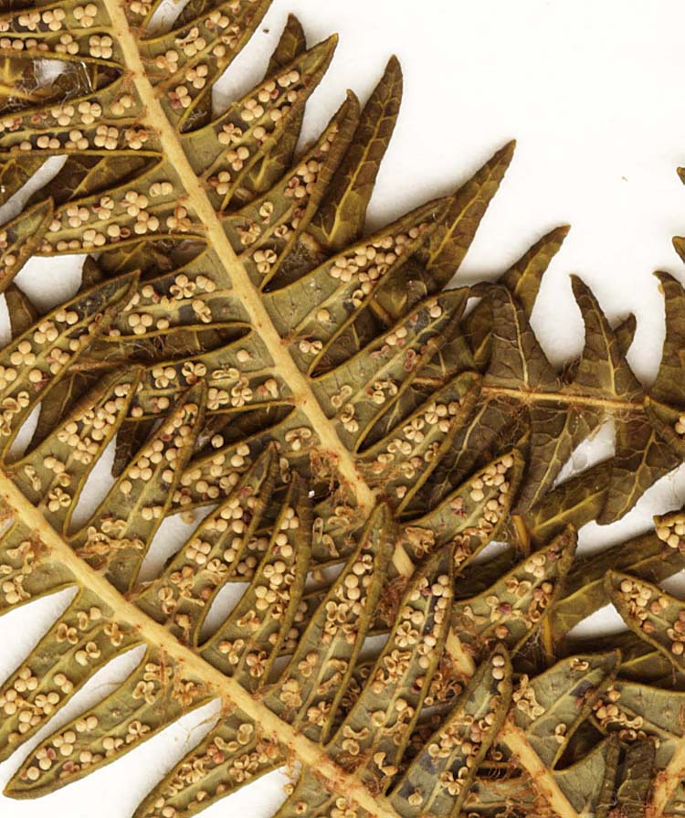 Sticherus quadripartitus image