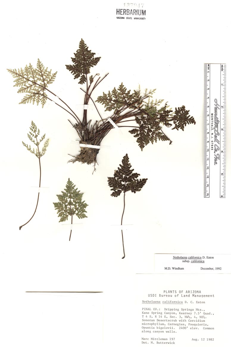 Notholaena californica subsp. californica image