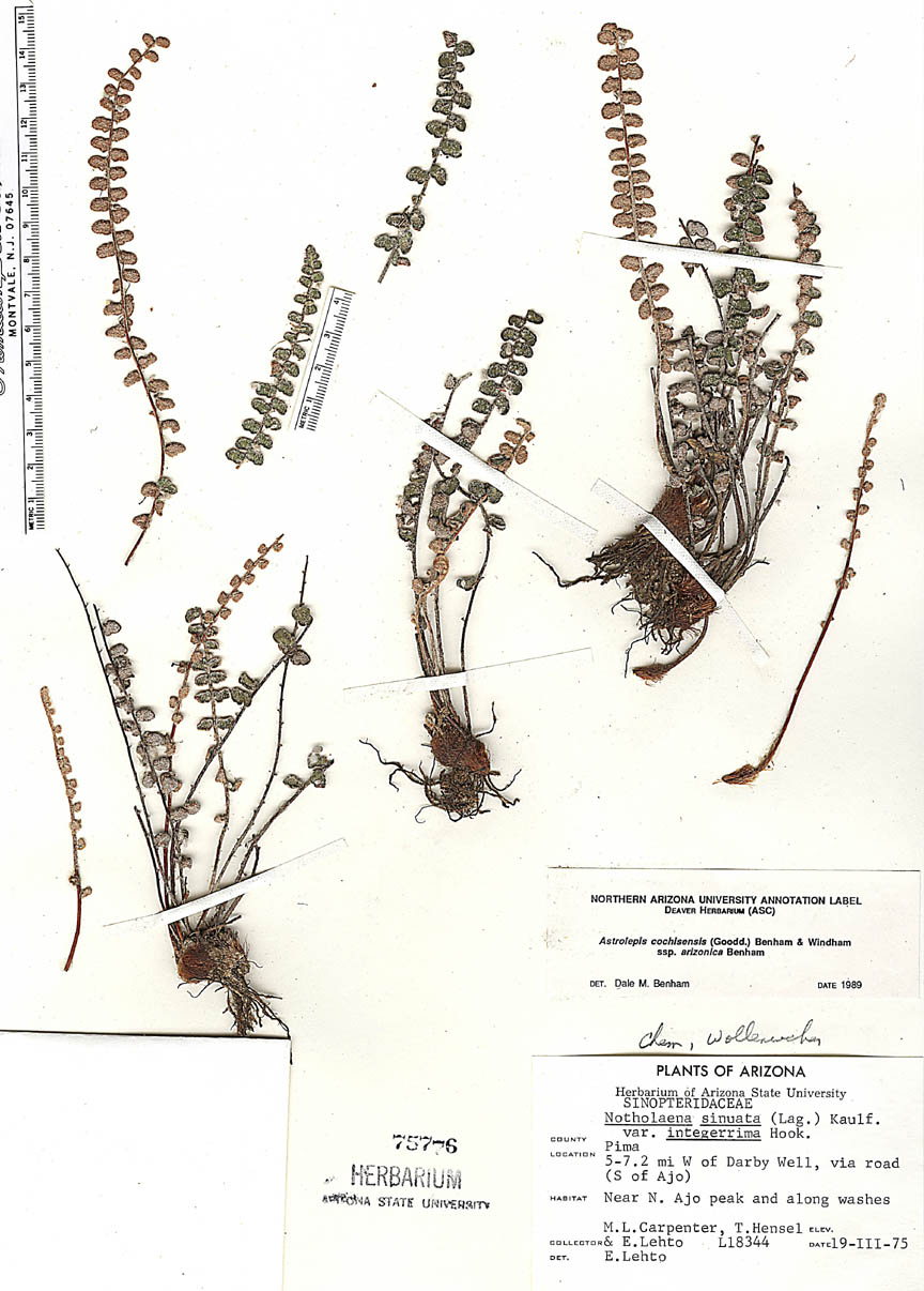 Astrolepis cochisensis subsp. arizonica image