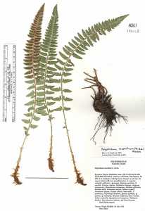 Polystichum scopulinum image