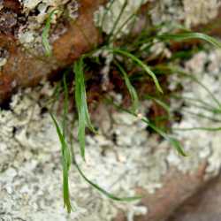 Image of Asplenium septentrionale