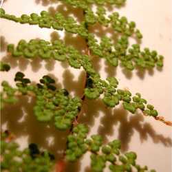 Image of Cheilanthes covillei