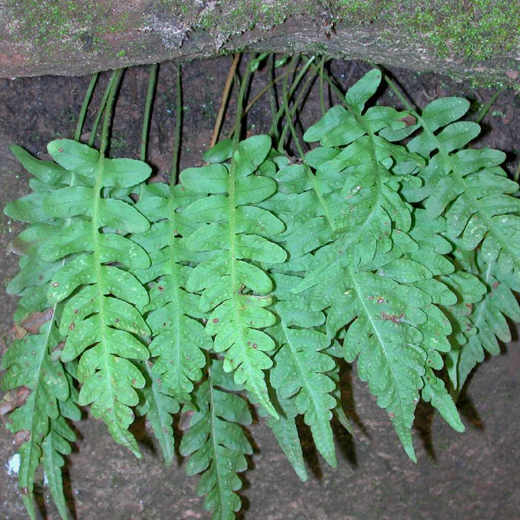 Polypodiaceae image