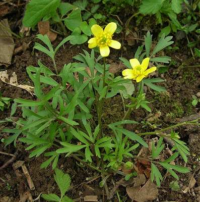 Ranunculus fasciculatus image