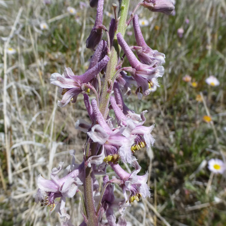 Delphinium wootonii image