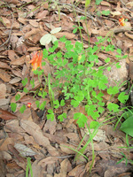 Aquilegia desertorum image