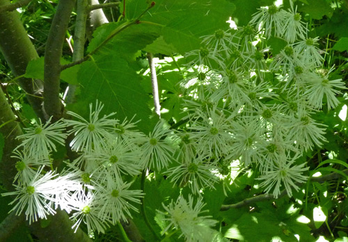 Trautvetteria caroliniensis var. occidentalis image