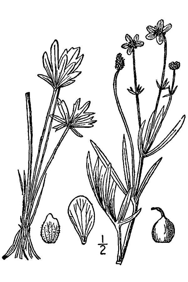 Ranunculus pedatifidus image