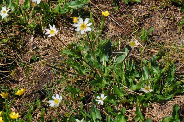 Caltha leptosepala subsp. leptosepala image