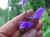 Aconitum columbianum image