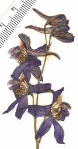 Delphinium nuttallianum image