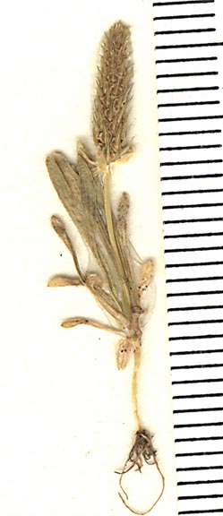 Myosurus nitidus image
