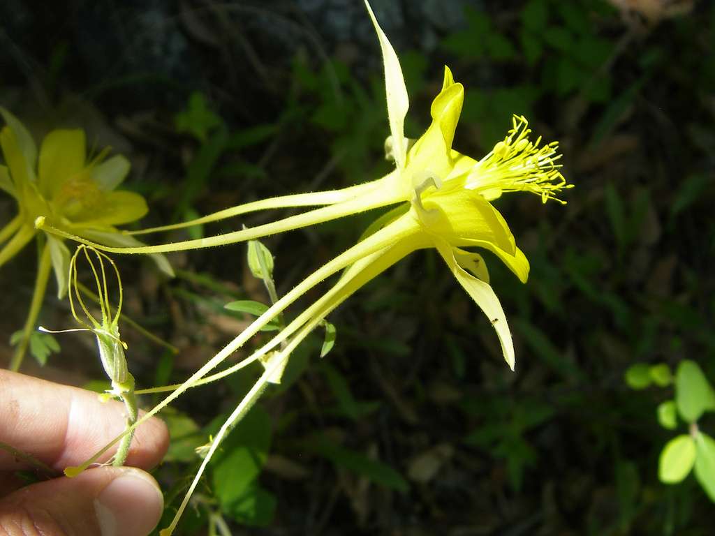 Aquilegia longissima image