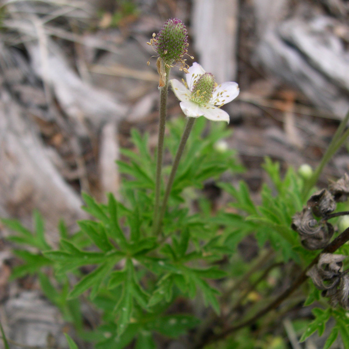 Anemone cylindrica image