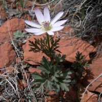 Image of Anemone tuberosa