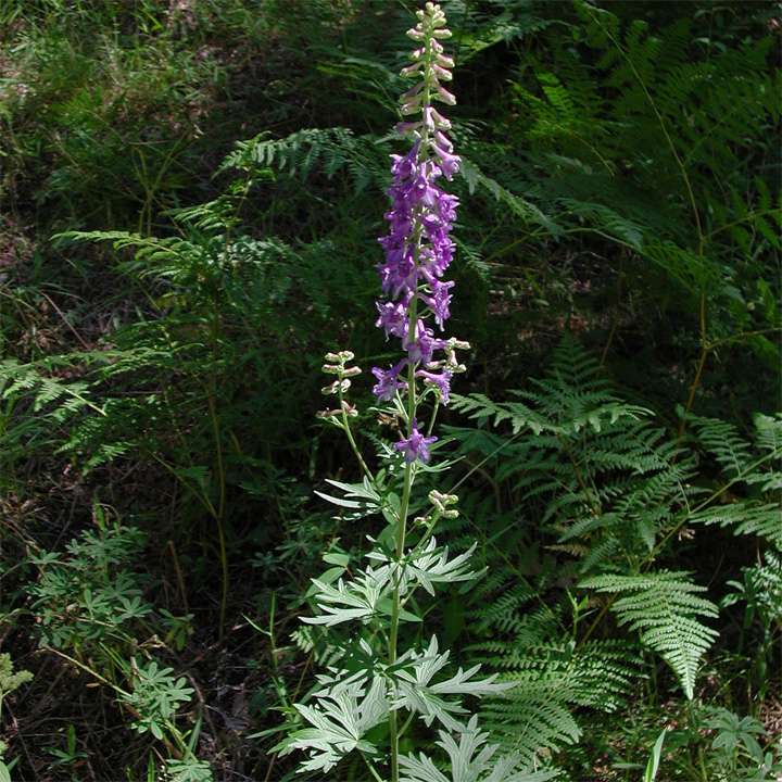 Delphinium geraniifolium image