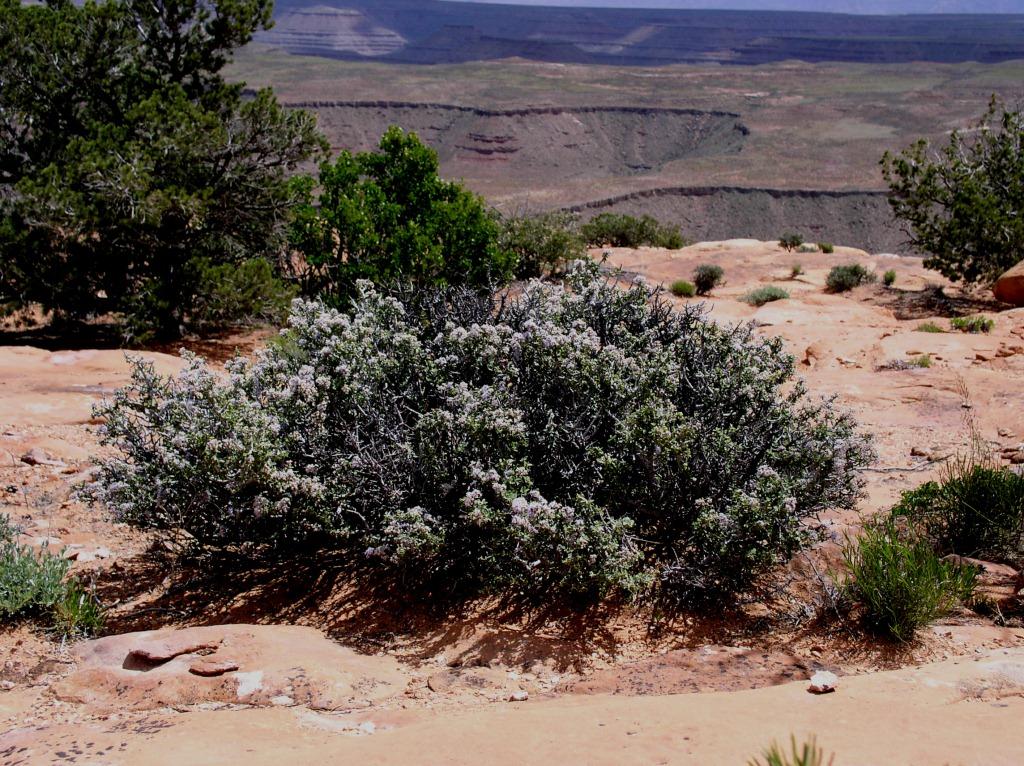 Ceanothus greggii var. franklinii image