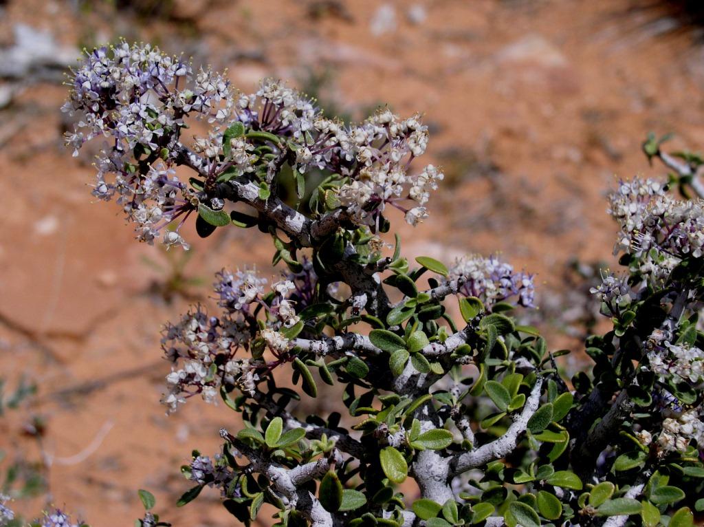 Ceanothus greggii var. franklinii image