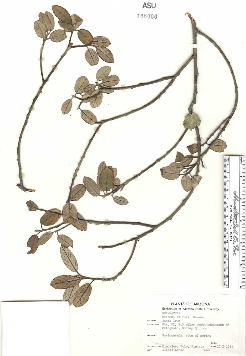 Rhamnus serrata image