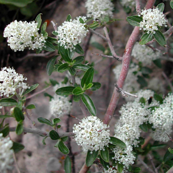 Ceanothus fendleri image