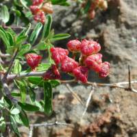 Ceanothus fendleri image