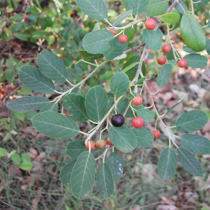 Frangula californica image