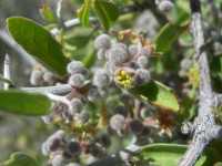 Sarcomphalus obtusifolius image