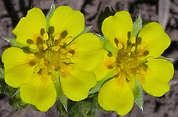 Potentilla hippiana var. hippiana image