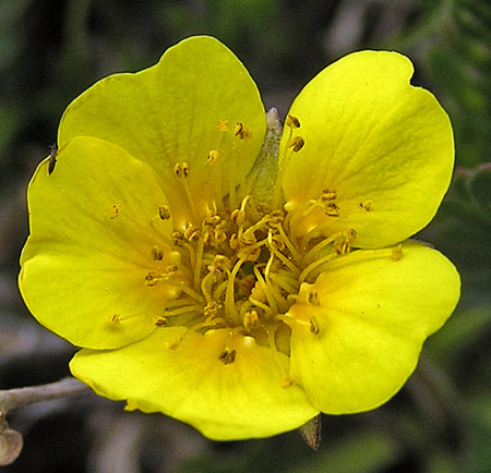 Geum rossii var. turbinatum image