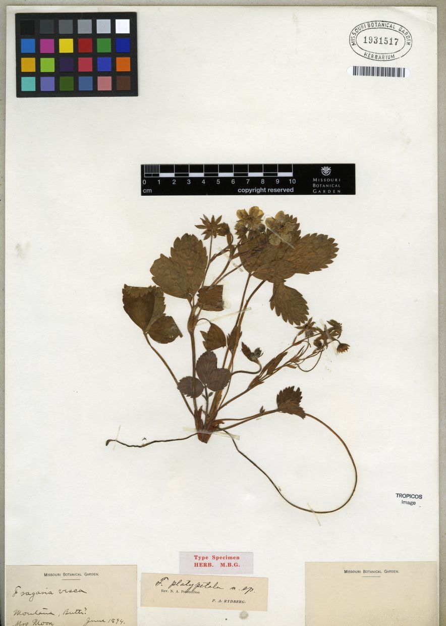 Fragaria virginiana subsp. platypetala image