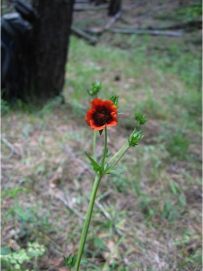 Potentilla sanguinea image