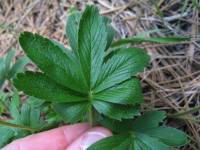 Potentilla sanguinea image