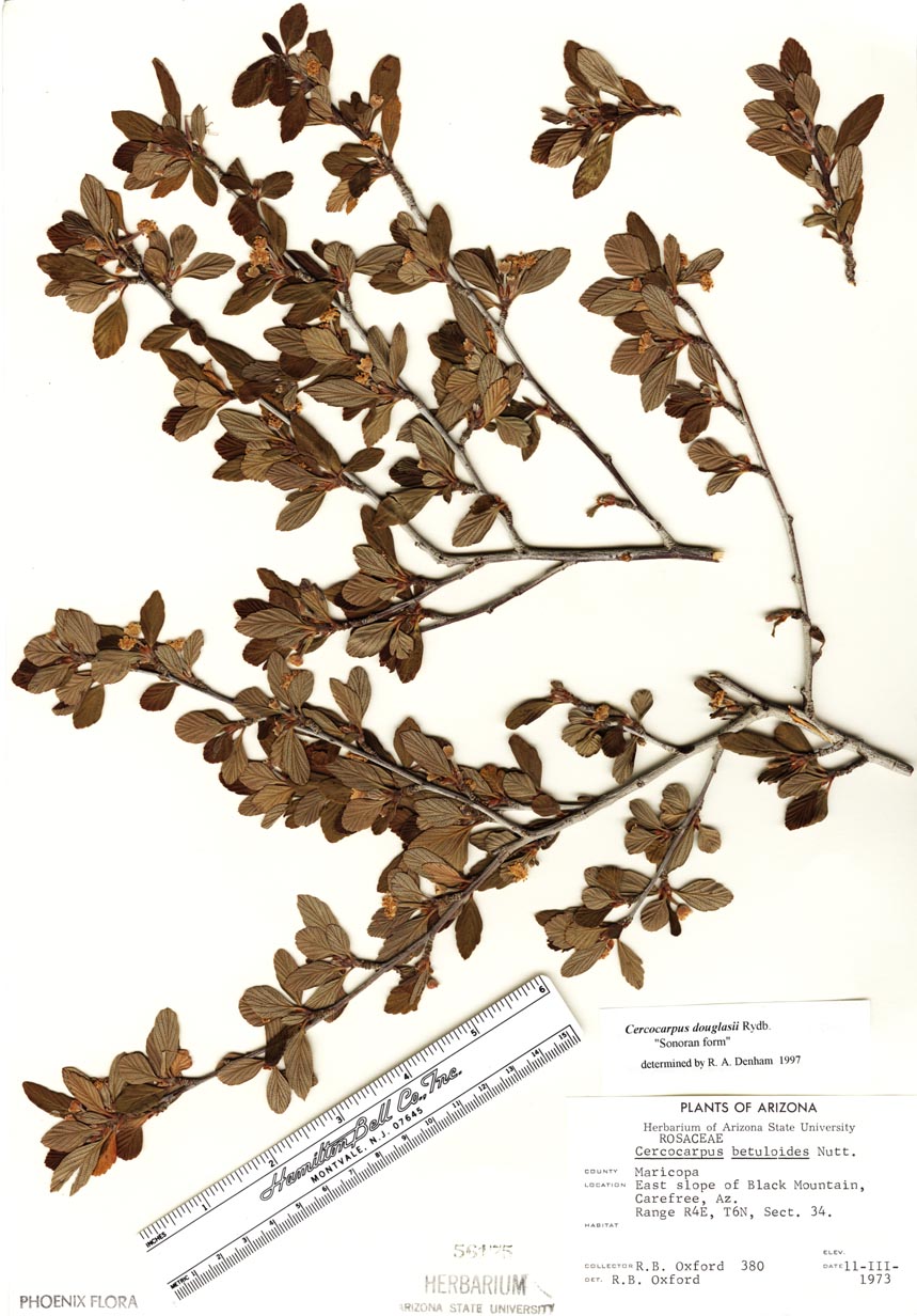 Cercocarpus image