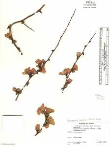 Image of Chaenomeles japonica