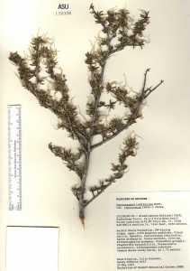 Cercocarpus ledifolius image