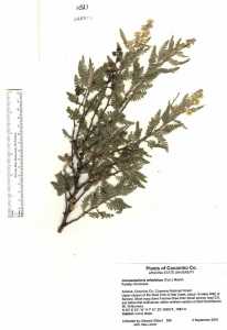 Chamaebatiaria millefolium image