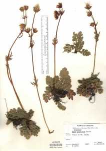 Geum triflorum image