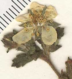 Potentilla albiflora image