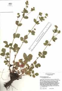 Image of Potentilla glandulosa