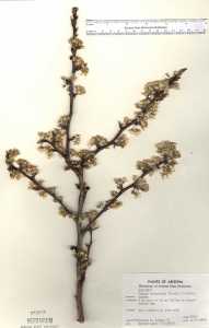 Prunus emarginata image