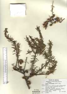 Prunus fasciculata image